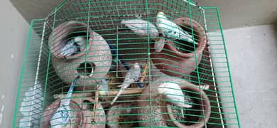 Urgent Sale Australian birds with cage