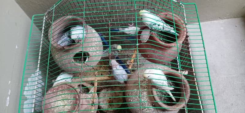 Urgent Sale Australian birds with cage 1