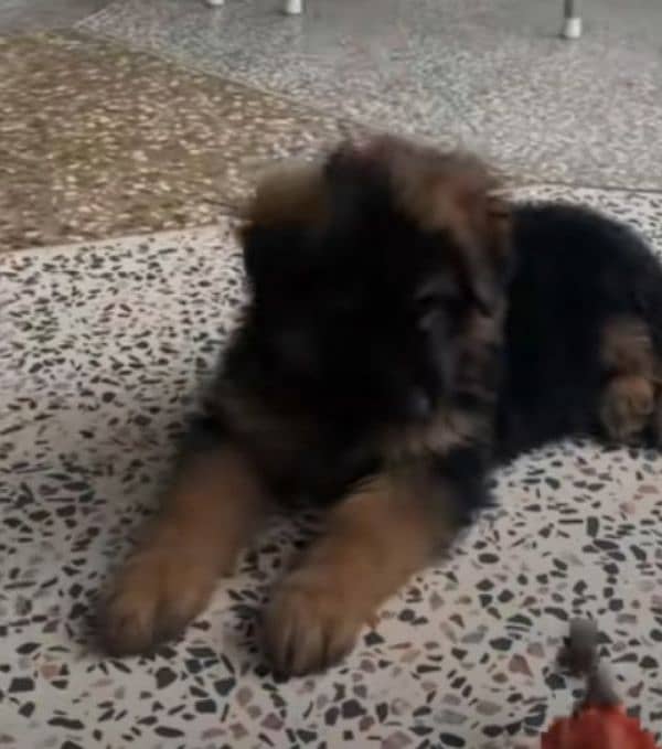 German shepherd Long Coat Male & Female puppy 03287625932WhatsApp 1