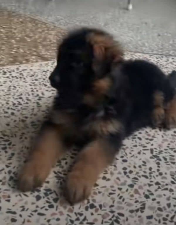 German shepherd Long Coat Male & Female puppy 03287625932WhatsApp 2