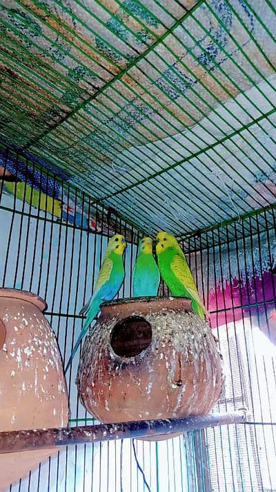 fully breeding pair rambo colors - Parrots - 1098957805