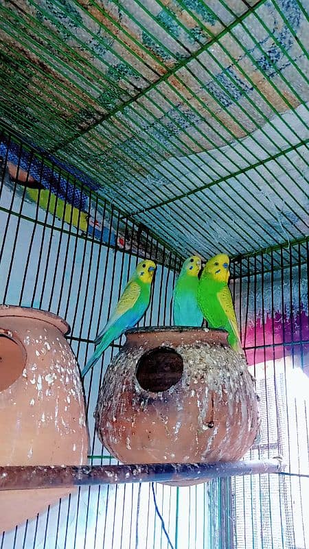 fully breeding pair rambo colors 1