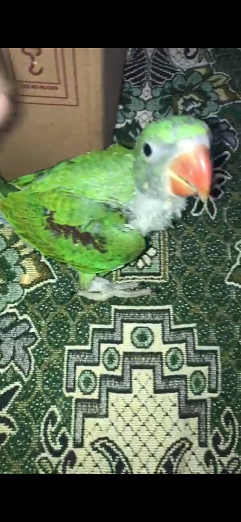 Parrot 0