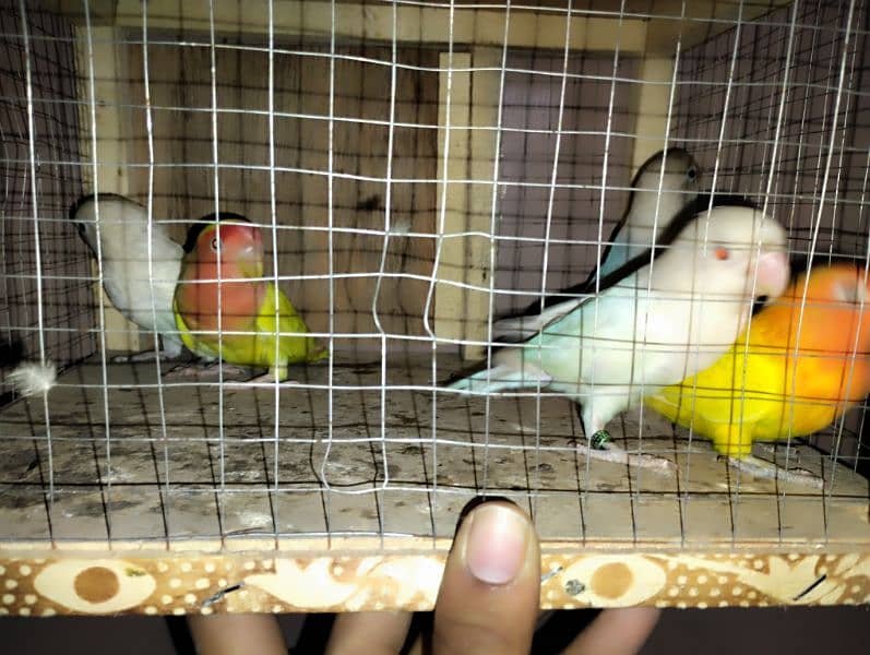 Mix love birds available all breader pc hai nail tail fly ok total 5pc 0