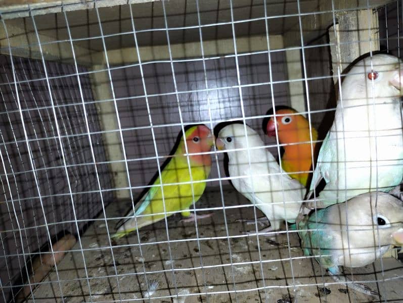 Mix love birds available all breader pc hai nail tail fly ok total 5pc 2