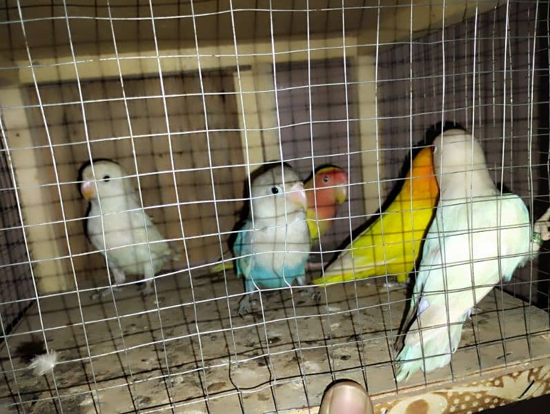 Mix love birds available all breader pc hai nail tail fly ok total 5pc 3