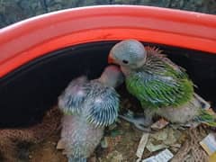 ringneck baby 30 days old