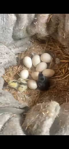 age 3 day chicks home bride 5 chicks ha