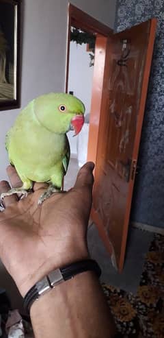 ringneck hendtame