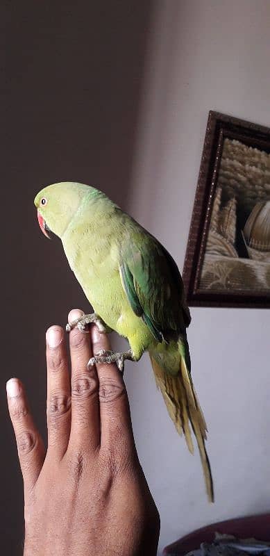 ringneck hendtame 1