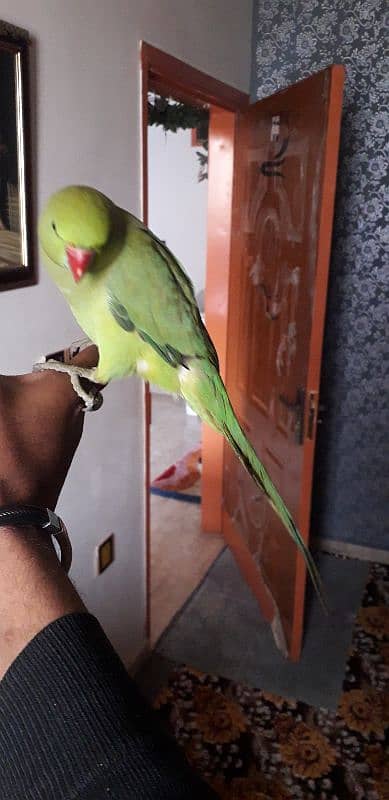 ringneck hendtame 2