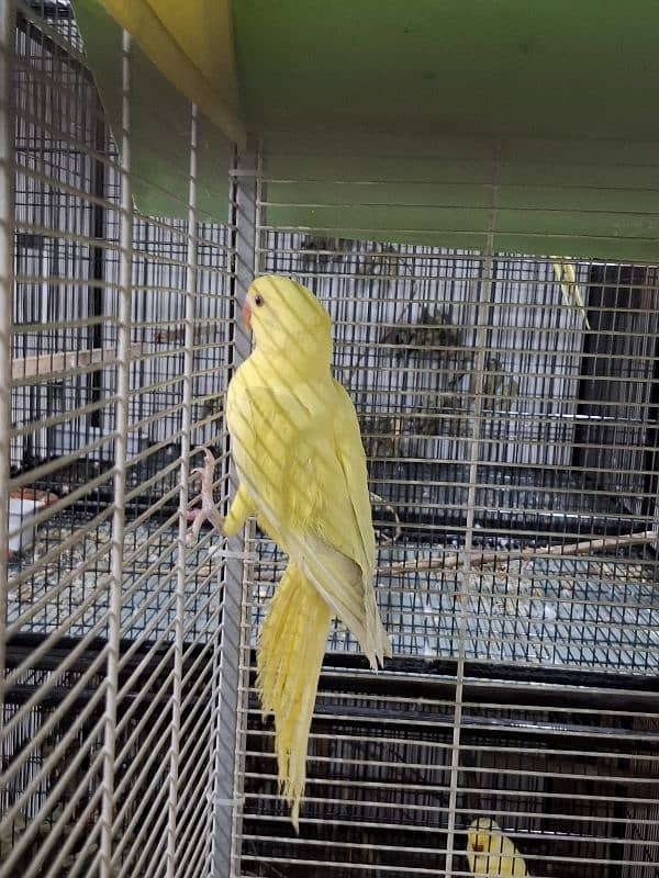 Yellow ringneck patha 5 months 0