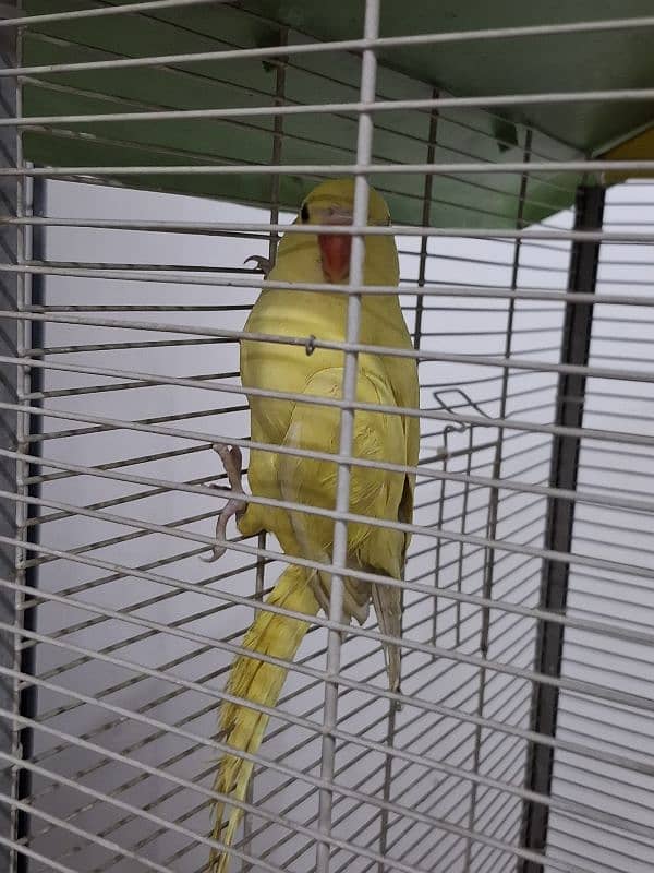 Yellow ringneck patha 5 months 1