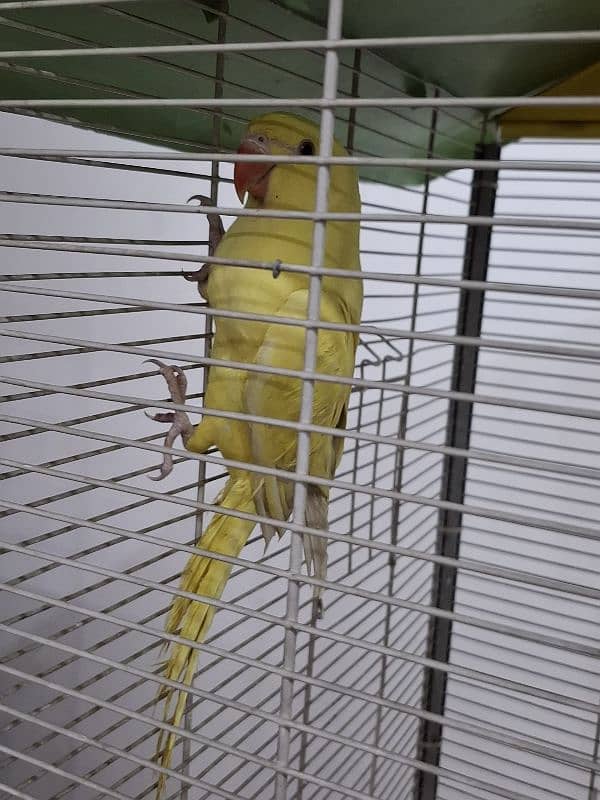 Yellow ringneck patha 5 months 2