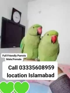 Single 6500 Hand Tamed Friendly Green Ring Neck Parrots Male/Female