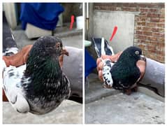 Teddy kabootar breeding pair for sale teddy pigeon