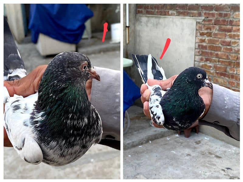 Teddy kabootar breeding pair for sale teddy pigeon 0