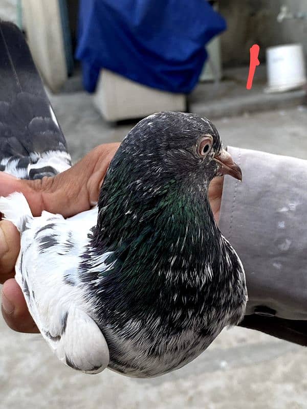 Teddy kabootar breeding pair for sale teddy pigeon 4