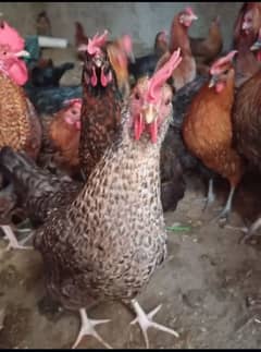 Home Breed Desi Hens | Fresh Breed | Organic Breed Desi Hens