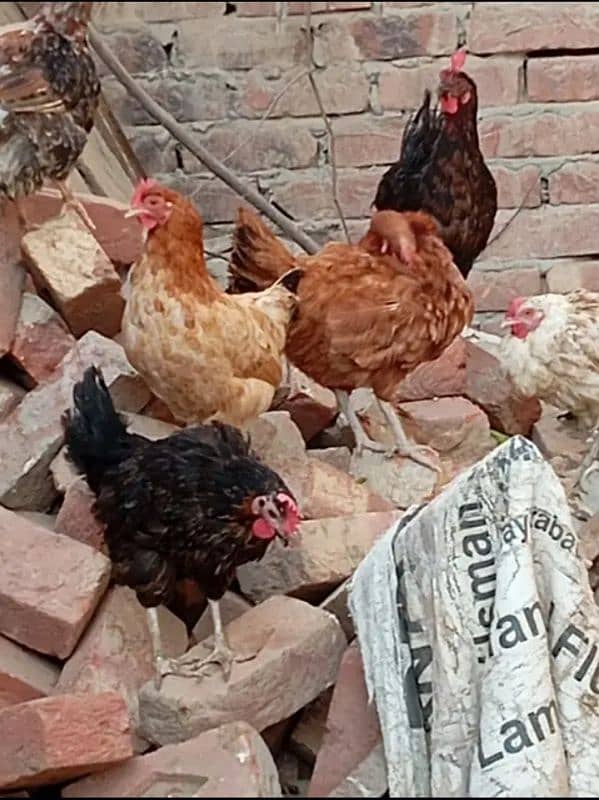 Home Breed Desi Hens | Fresh Breed | Organic Breed Desi Hens 1