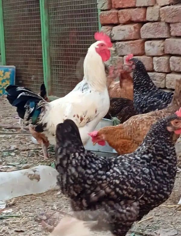 Home Breed Desi Hens | Fresh Breed | Organic Breed Desi Hens 2