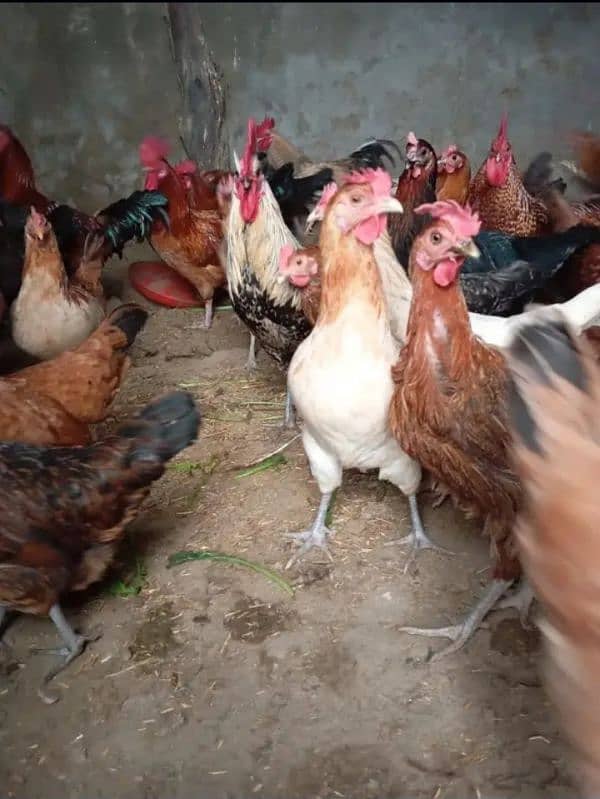 Home Breed Desi Hens | Fresh Breed | Organic Breed Desi Hens 3