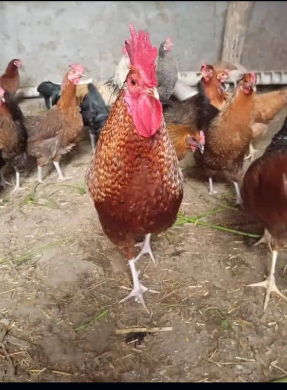 Home Breed Desi Hens | Fresh Breed | Organic Breed Desi Hens 5