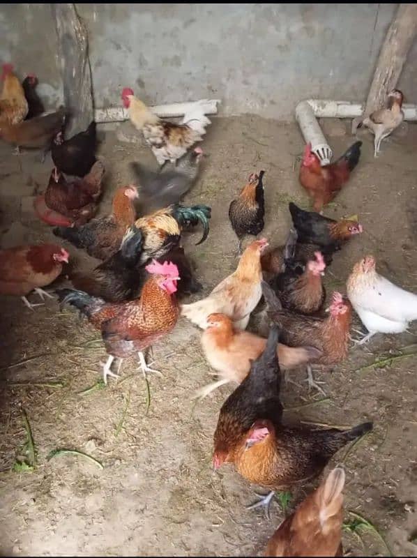 Home Breed Desi Hens | Fresh Breed | Organic Breed Desi Hens 6