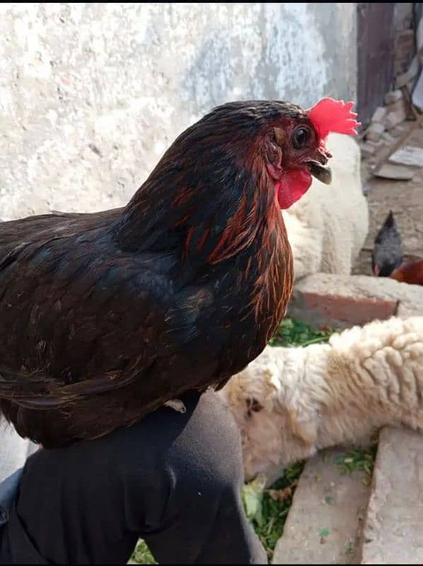 Home Breed Desi Hens | Fresh Breed | Organic Breed Desi Hens 7