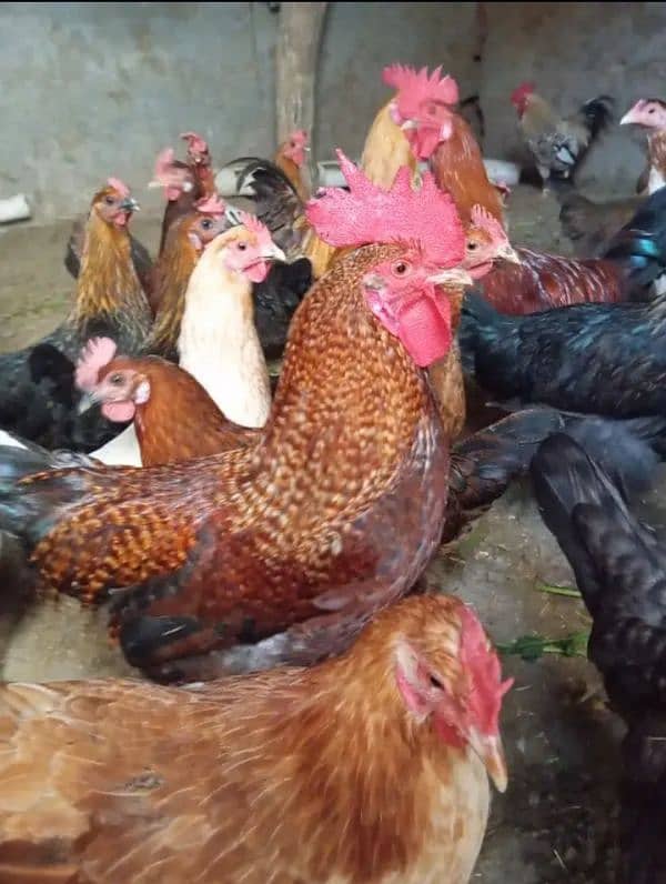 Home Breed Desi Hens | Fresh Breed | Organic Breed Desi Hens 8