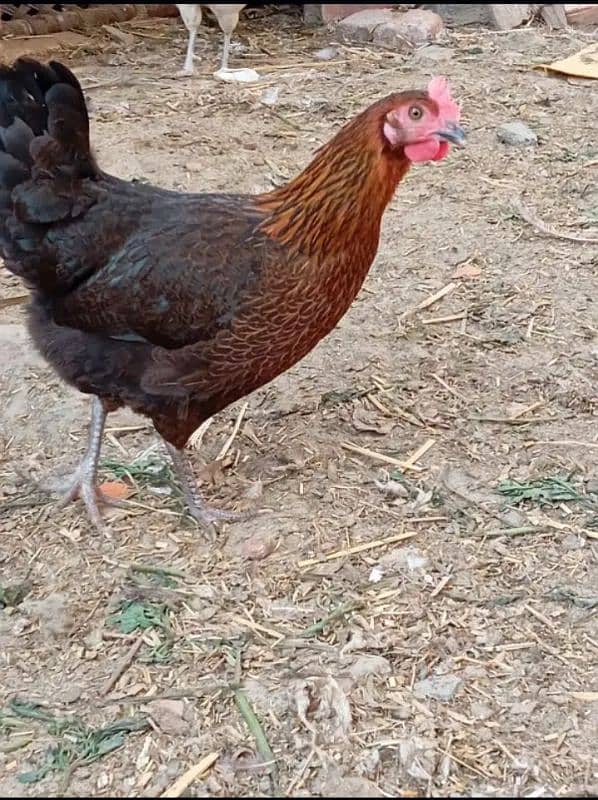 Home Breed Desi Hens | Fresh Breed | Organic Breed Desi Hens 9