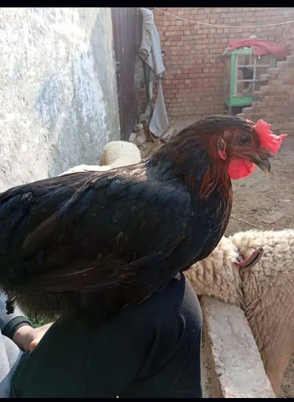 Home Breed Desi Hens | Fresh Breed | Organic Breed Desi Hens 10