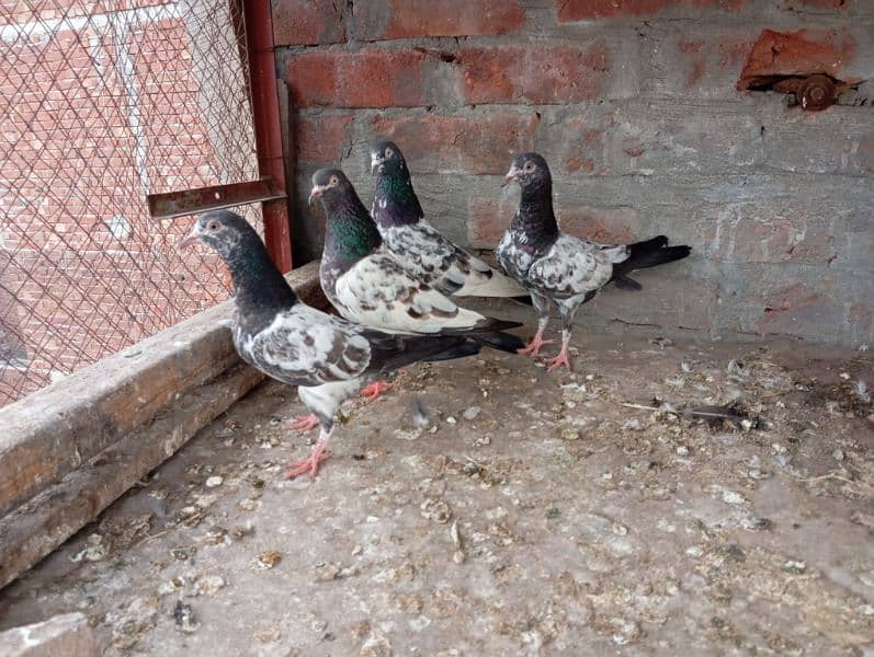 pigeons 1