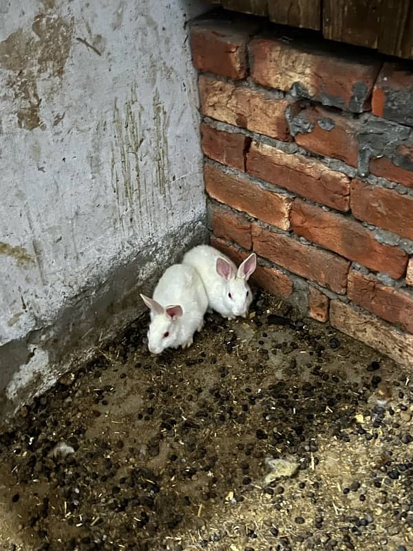 2rabbits redeyes female for sale 0