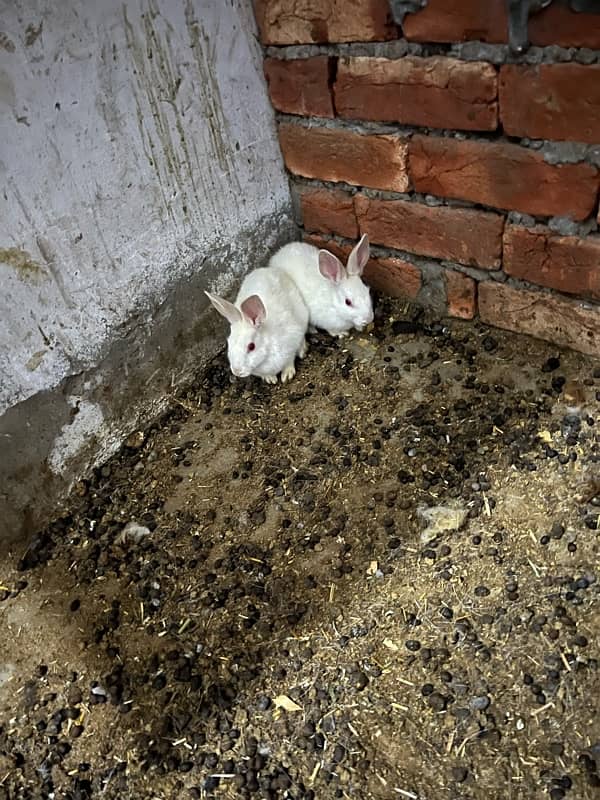 2rabbits redeyes female for sale 1