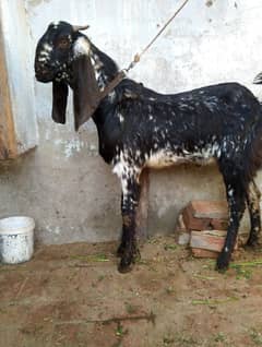 bakra for sale