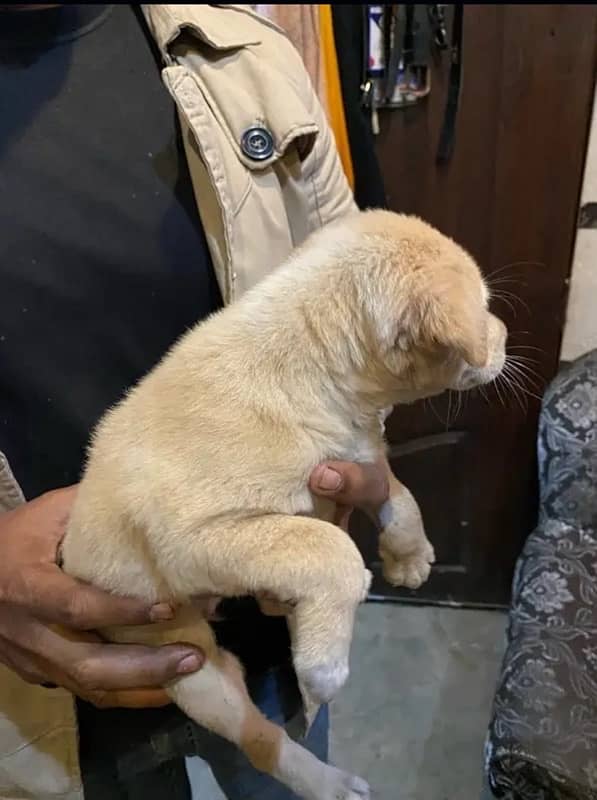 Labrador puppy female available 1