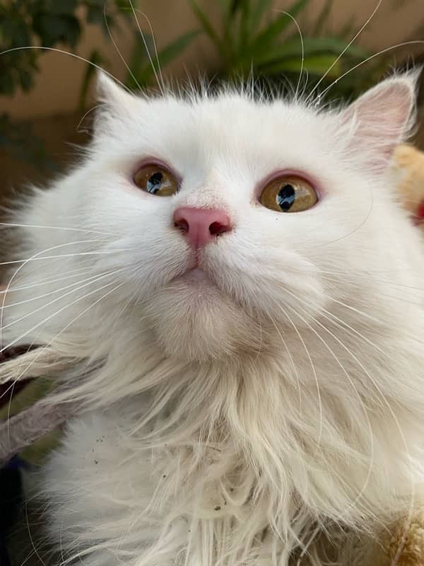 Persian Cat White 4