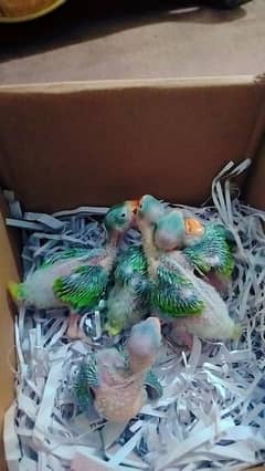 ring nick parrot for sale 03171482760