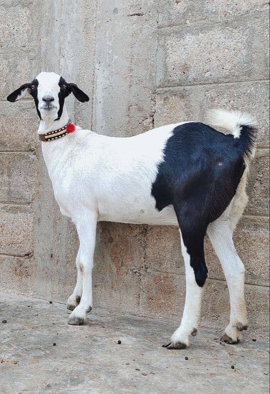 Taddy Barbari Bakri 4 Month Ki Gaban 0