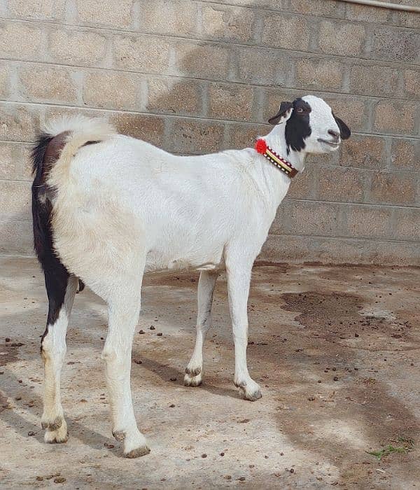 Taddy Barbari Bakri 4 Month Ki Gaban 6