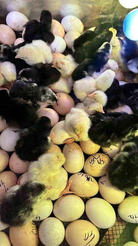 100% pure shamo chick's available ( Hens ) 0