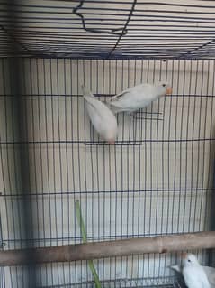 Albino love Bird And Cage