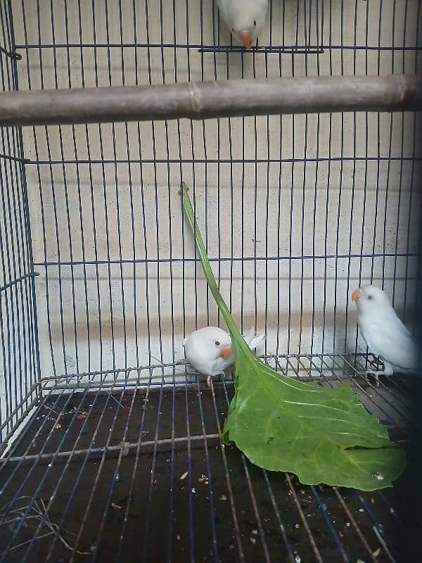 Albino love Bird And Cage 1