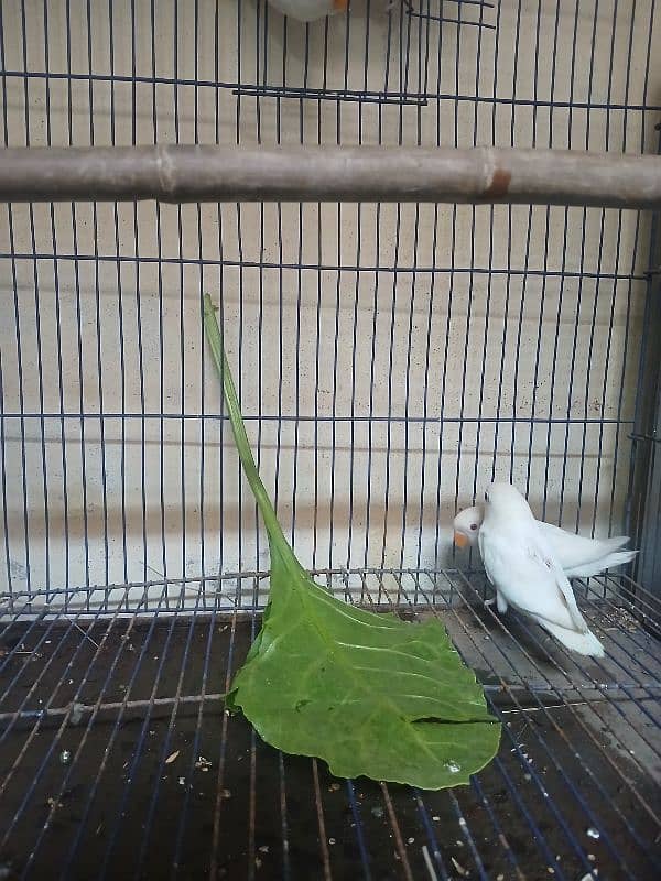 Albino love Bird And Cage 2