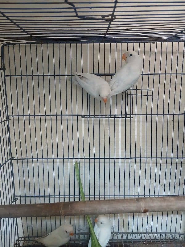 Albino love Bird And Cage 3