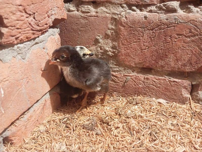 parrot peak breeder pair plus thai chicks 1