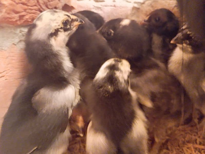 parrot peak breeder pair plus thai chicks 3