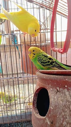 Budgies Available breeder pair