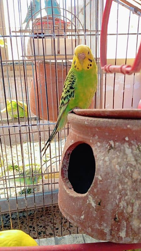 Budgies Available breeder pair 1